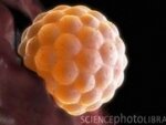 Ученые создали искусственную яйцеклетку