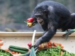 Юбилейный фруктово-овощной «торт» для шимпанзе