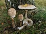 Как выглядят грибы зонтики и когда их собирать