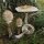 Как выглядят грибы зонтики и когда их собирать