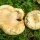 Какие бывают грибы грузди