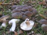 Съедобные грибы рядовки