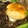 Как выглядят и когда растут грибы валуи