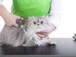 Стрижка кошек: когда и для чего проводить процедуру