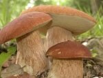 Белый гриб: описание и технология выращивания