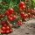 Выращивание томатов в теплице: посадка и правила ухода