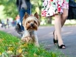 Девушка с собачкой Девушка с собачкой