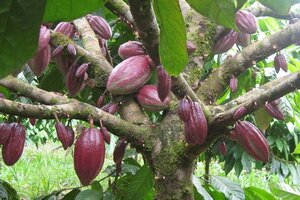 Шоколадное дерево и какао бобы. Фотографии