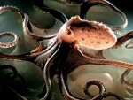 Пенсионерка занималась сексом с осьминогом Пенсионерка занималась сексом с осьминогом