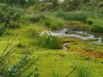 Как образуются болота и что на них растет