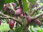 Шоколадное дерево и какао-бобы