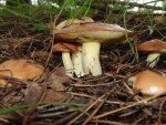 Виды съедобных грибов маслята