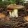 Виды съедобных грибов маслята