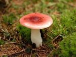 Описание, как выглядят грибы сыроежки