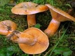 Какие бывают виды рыжиков: фото и описание грибов