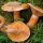 Какие бывают виды рыжиков: фото и описание грибов