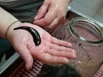Пиявки, опасные для человека Пиявки, опасные для человека