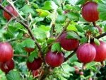 Крыжовник: лучшие сорта и особенности выращивания Крыжовник: лучшие сорта и особенности выращивания