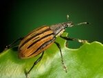 Отряды насекомых-вредителей и их основные характеристики