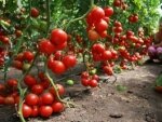 Выращивание томатов в теплице: посадка и правила ухода Выращивание томатов в теплице: посадка и правила ухода
