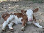 Диктиокаулез у сельскохозяйственных животных Диктиокаулез у сельскохозяйственных животных