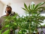 Лекарственные комнатные растения Лекарственные комнатные растения