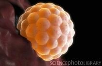 Ученые создали искусственную яйцеклетку в США