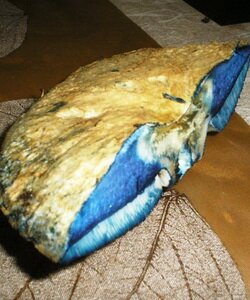 Как выглядит съедобный гриб синяк. Фотографии