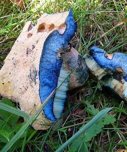 Как выглядит съедобный гриб синяк. Фотографии