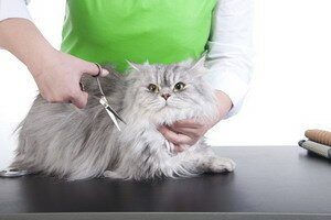 Стрижка кошек: когда и для чего проводить процедуру. Фотографии